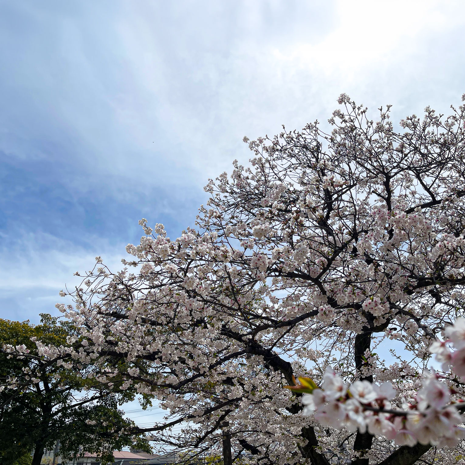 春日公園の桜